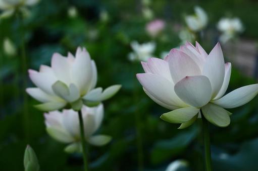 神聖な花 神聖な花の写真