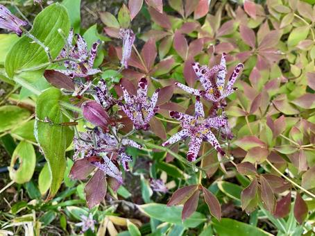 11月のホトトギス ホトトギス,花,花びらの写真素材