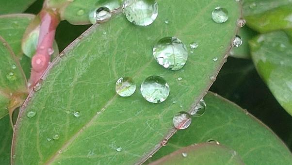 葉っぱの水滴 水をはじく葉っぱ 葉っぱの水滴 水をはじく葉っぱの写真