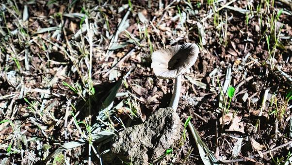 ハイキング中に見つけたきのこ ハイキング中に見つけたきのこ きのこ,自然,風景の写真素材
