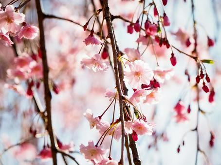 陽光に照らされる枝垂れ桜 陽光に照らされる枝垂れ桜の写真