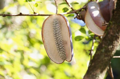 動物たちのごちそうアケビ あけび,秋,果物の写真素材