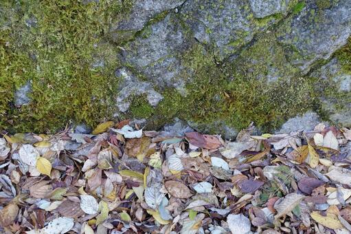 古い擁壁と落ち葉 古い,擁壁,壁の写真素材