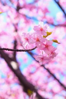河津桜 河津桜の写真