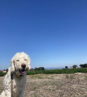 青空と犬 犬,青空,笑顔の写真素材