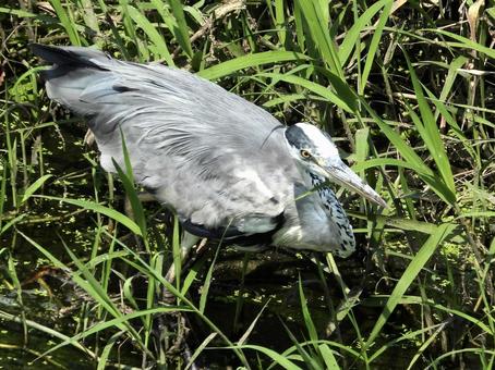 魚を狙うアオサギ 魚を狙うアオサギ 鳥,野鳥,アオサギの写真素材