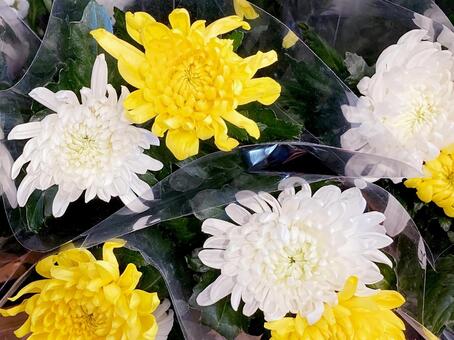 供花 供花,菊,白菊の写真素材