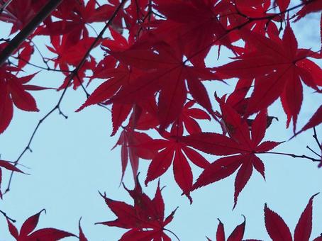 紅葉 紅葉の写真