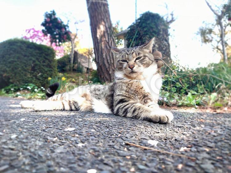 寝そべり目を細める猫 猫,キジトラ,かわいいの写真素材