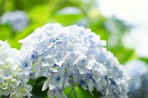 Hydrangea, JPG Hydrangea, JPG