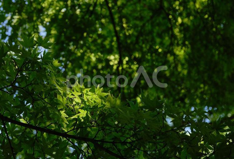 初夏の陽射しを浴びた鮮やかな新緑 風景,新緑,緑の写真素材