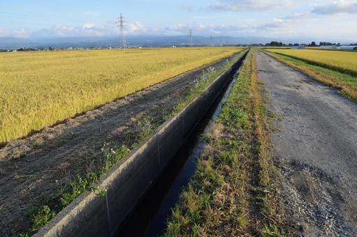 農道と田園風景 山形県庄内 農道と田園風景 山形県庄内 農道,農業用道路,農業用の道路の写真素材