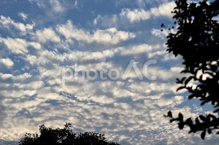 夕方の広がるうろこ雲と空 空,青空,背景の写真素材
