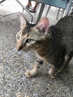 野良猫 野良猫の写真