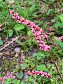 イヌダテ　ピンクの写真