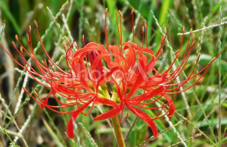 彼岸花　in草むら 彼岸花,秋,花の写真素材
