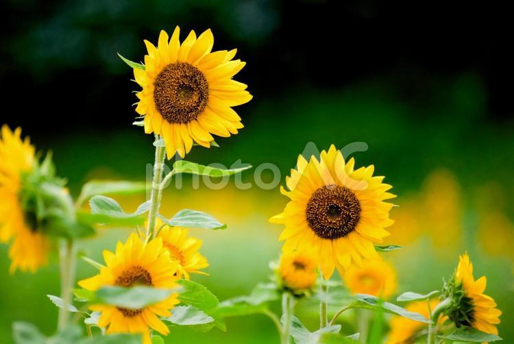 ※＜五島風景＞夏の満開のヒマワリ畑の景色 ひまわり,夏,花の写真素材