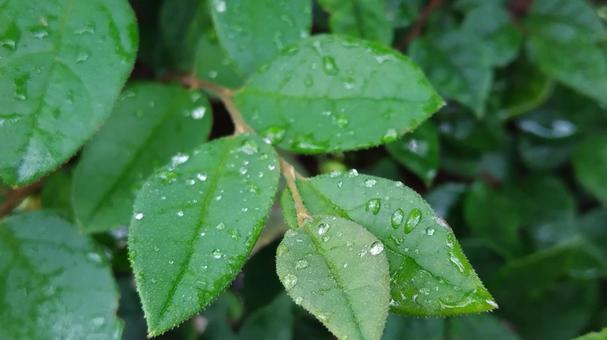 雨上がりの葉 雨上がりの葉の写真