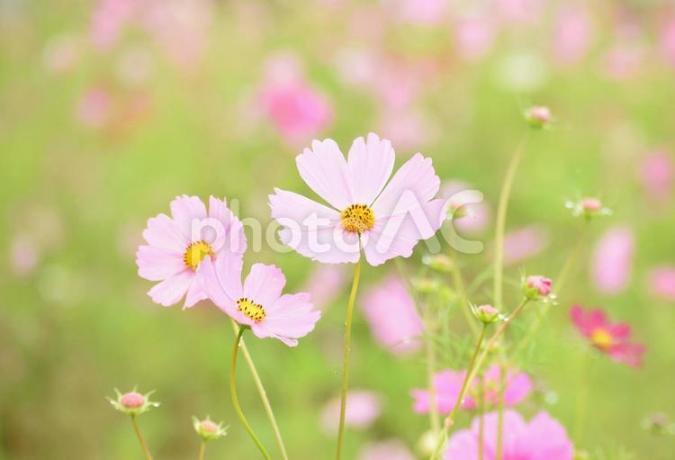 コスモス、秋桜、コスモスの花 コスモス,秋桜,秋の写真素材