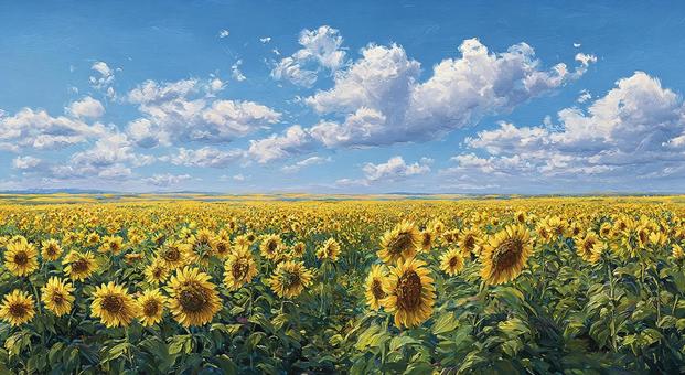 夏の太陽を浴びて咲き誇るひまわり 夏の太陽を浴びて咲き誇るひまわりの写真