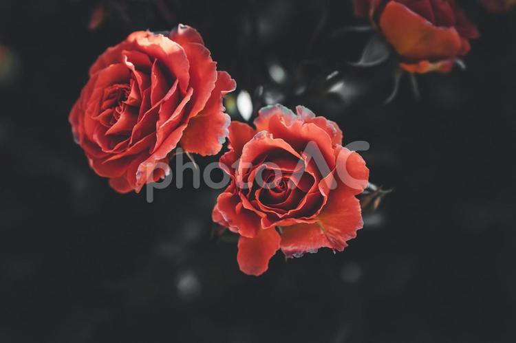 漆黒と真紅の世界を バラ,薔薇の花,バラの花の写真素材