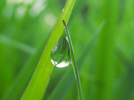 水滴と緑の葉の風景 水滴と緑の葉の風景 水滴,しずく,雨の写真素材