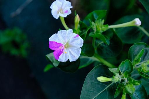 白粉花(白ピンク) 白粉花(白ピンク)の写真