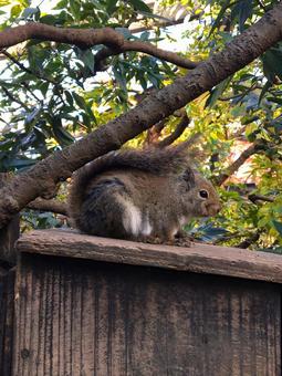 井の頭自然文化園のリス 井の頭自然文化園,リス,動物園の写真素材