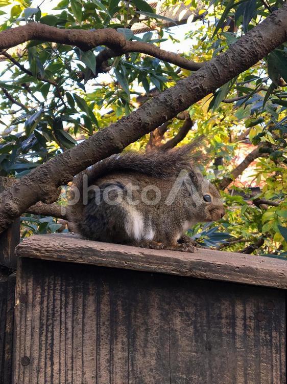 井の頭自然文化園のリス 井の頭自然文化園,リス,動物園の写真素材