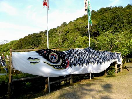 4月下旬・鎌倉中央公園に飾られた鯉のぼり 4月下旬・鎌倉中央公園に飾られた鯉のぼり 鯉のぼり,5月5日,端午の節句の写真素材