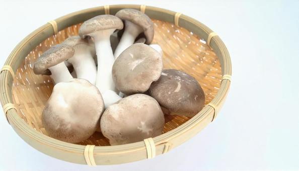 竹ザルに盛られたキノコ 秋の味覚 竹ザルに盛られたキノコ 秋の味覚の写真