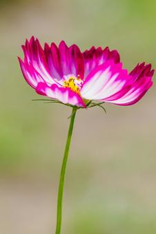 コスモス⑸ コスモス⑸の写真