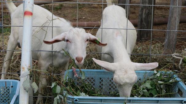 草を食べる白いヤギたち ヤギ,白いヤギ,動物の写真素材