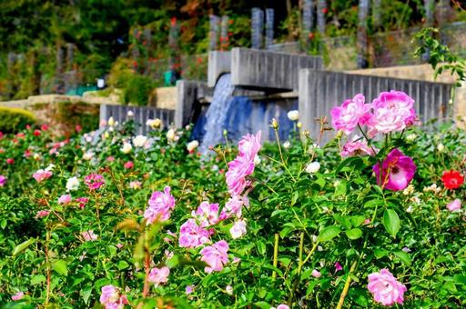 兵庫県立播磨中央公園ばら園 兵庫県立播磨中央公園ばら園の写真