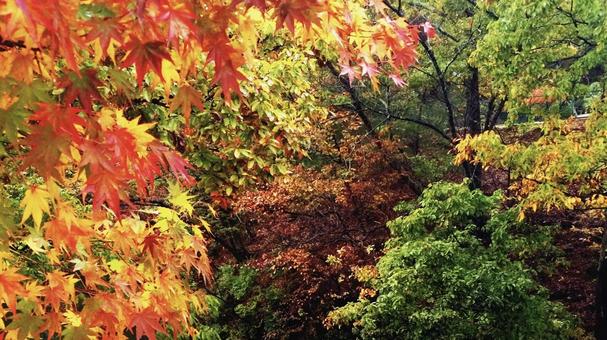 紅葉 紅葉の写真