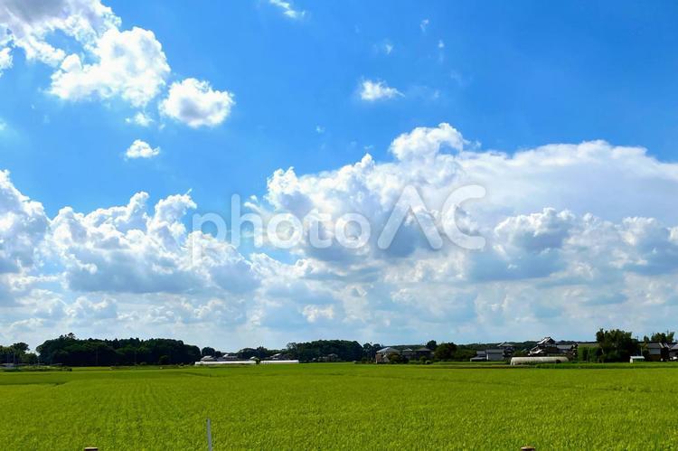 青空の下に広がる田園風景 青空,雲,空の写真素材