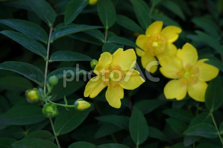 金色に輝く梅の花 キンシバイ,花,オトギリソウ科の植物の写真素材