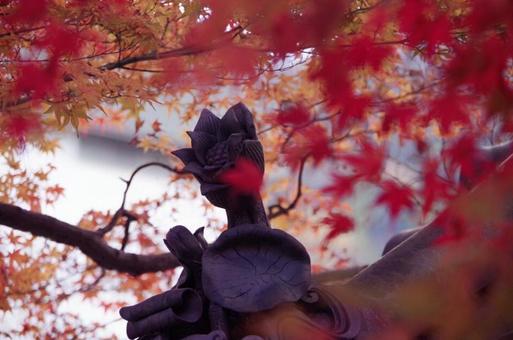 紅葉 紅葉の写真