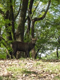 森の静けさに佇む鹿 鹿,奈良,奈良公園の写真素材