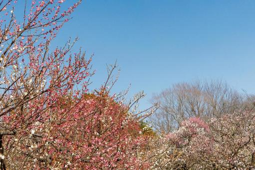 青空に映える満開の紅梅 梅,迎春,梅の花の写真素材