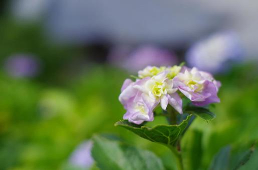 Elegant hydrangeas in a soft glow, JPG Elegant hydrangeas in a soft glow, JPG