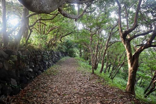 福江島の遊歩道 福江島の遊歩道の写真