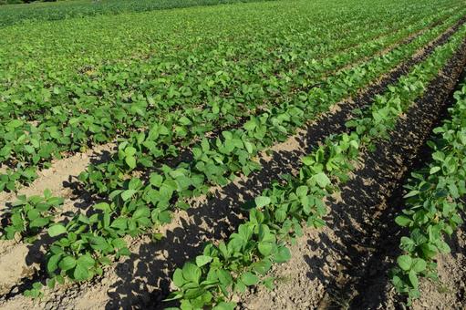 Soybean field, JPG Soybean field, JPG