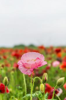 鴻巣市のポピー畑 鴻巣市のポピー畑の写真