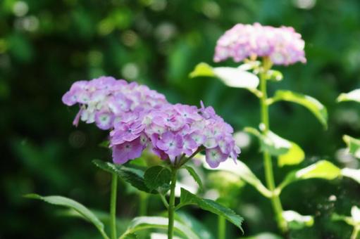 Hydrangea, JPG Hydrangea, JPG