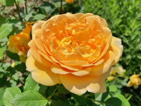 黄色い薔薇 黄色い薔薇の写真