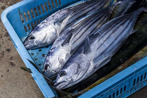 水揚げされた鮮魚3(田原市) 水揚げされた鮮魚3(田原市)の写真
