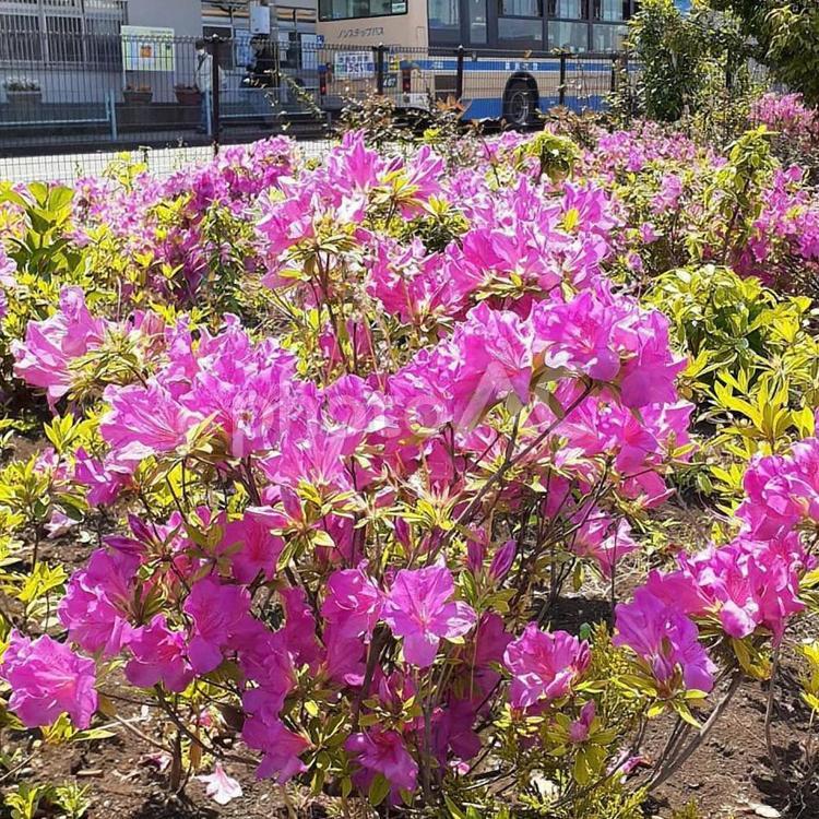 横浜市営バス滝頭営業所と花壇 横浜市,横浜市営バス,路線バスの写真素材