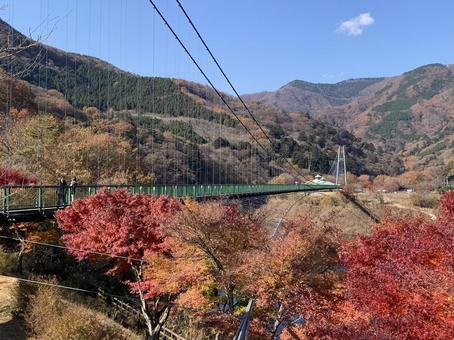 川に架かる橋と紅葉の風景 もみじ谷大吊橋,紅葉,カエデの写真素材