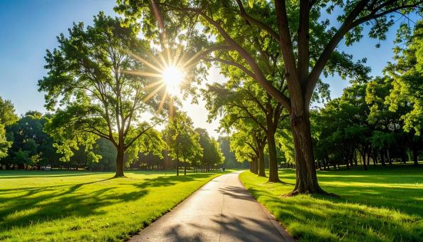 太陽と木と小道の写真